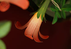 Pink Paper Flower Fairy Lights (12 flowers)