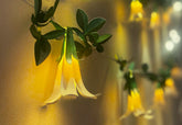 White Paper Flower Fairy Lights (12 flowers)